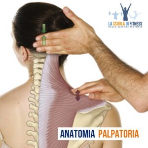 anatomia palpatoria